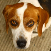 arrêter un comportement chien et problème de comportement chien de Lady