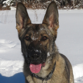 entrainement chien et renforcement positif de Maya