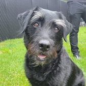 entrainement chien et renforcement positif de Méo